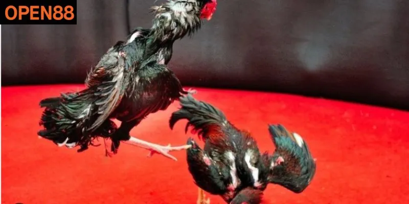 Công thức vàng trong cách bắt kèo đá gà