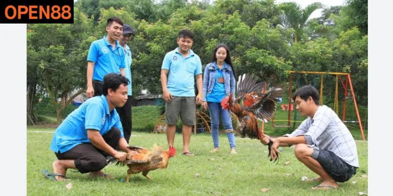 Kèo cược chọi gà hot nhất trong sảnh Open88